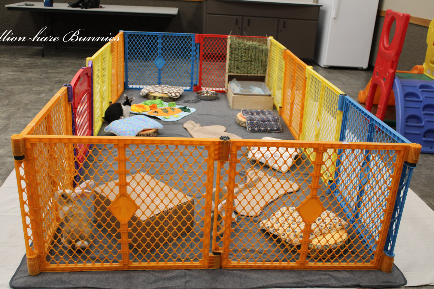 Billion-hare Bonanza